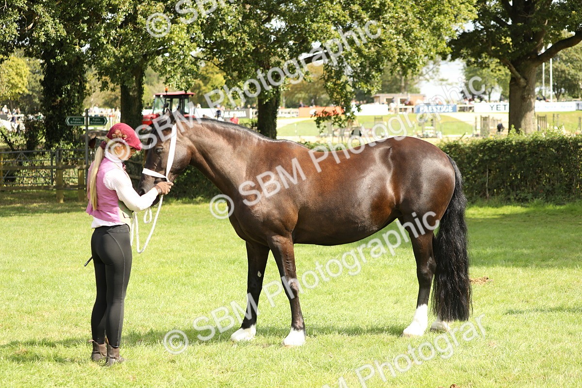 SBM_65452 - S47 - Mountain & Moorland In Hand Large Breeds