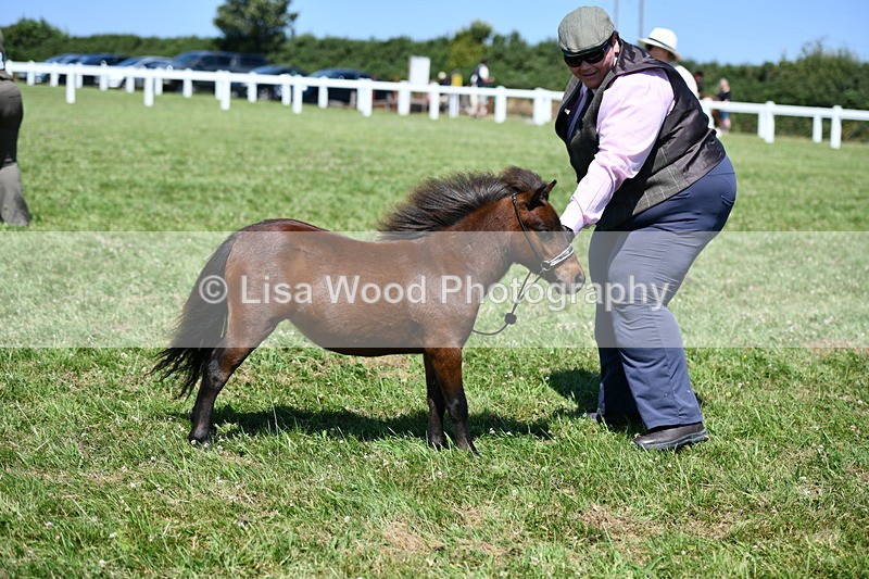 DSC_7021 - Class 59: Miniature Horse Yearling