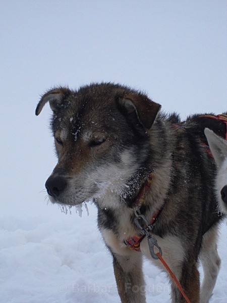 Husky 00989 - Winter in the daylight