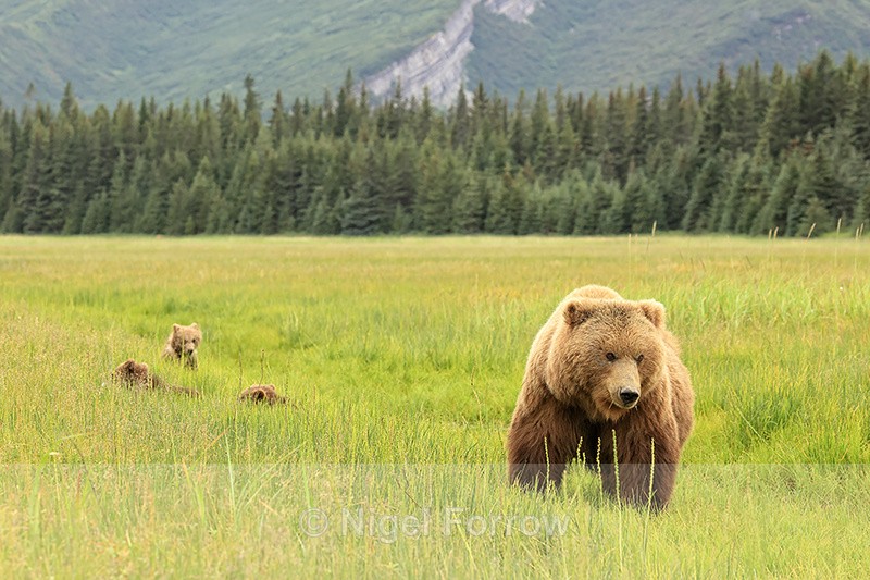 Brown Bear family in meadow, Silver Salmon Creek, Alaska - Brown Bear