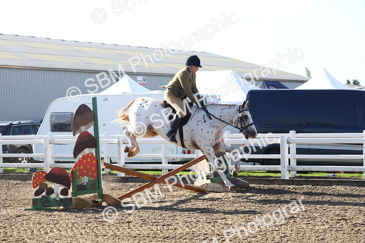 SBM_08595 - Class 502 - Riding Club Horse