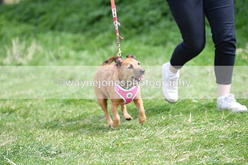 WJ5_0467 - Class 7 Best Terrier