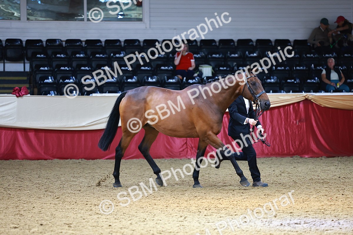 SBM_23261 - Class 903 - Supreme Final - IH Pre Vet