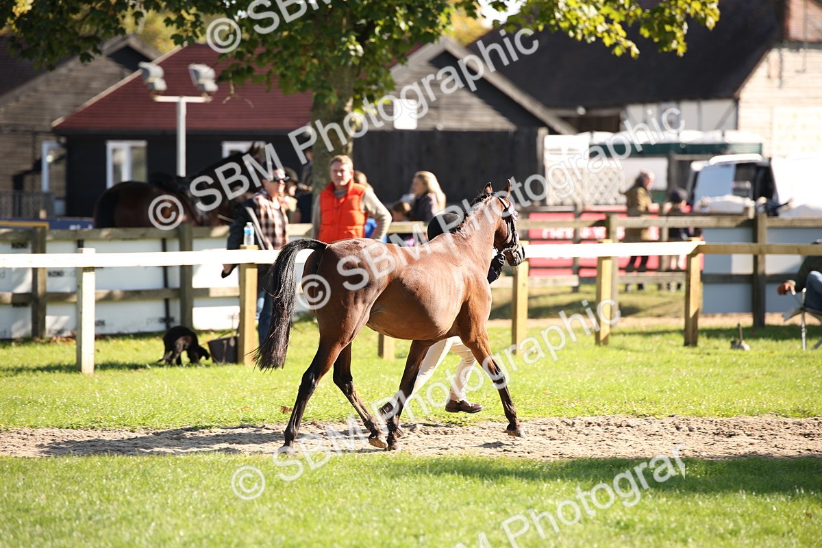 SBM_36558 - S10 - Best In Hand Horse & Pony