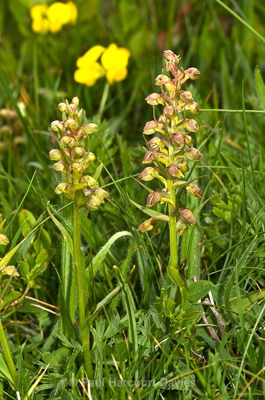  - Orchids - Various