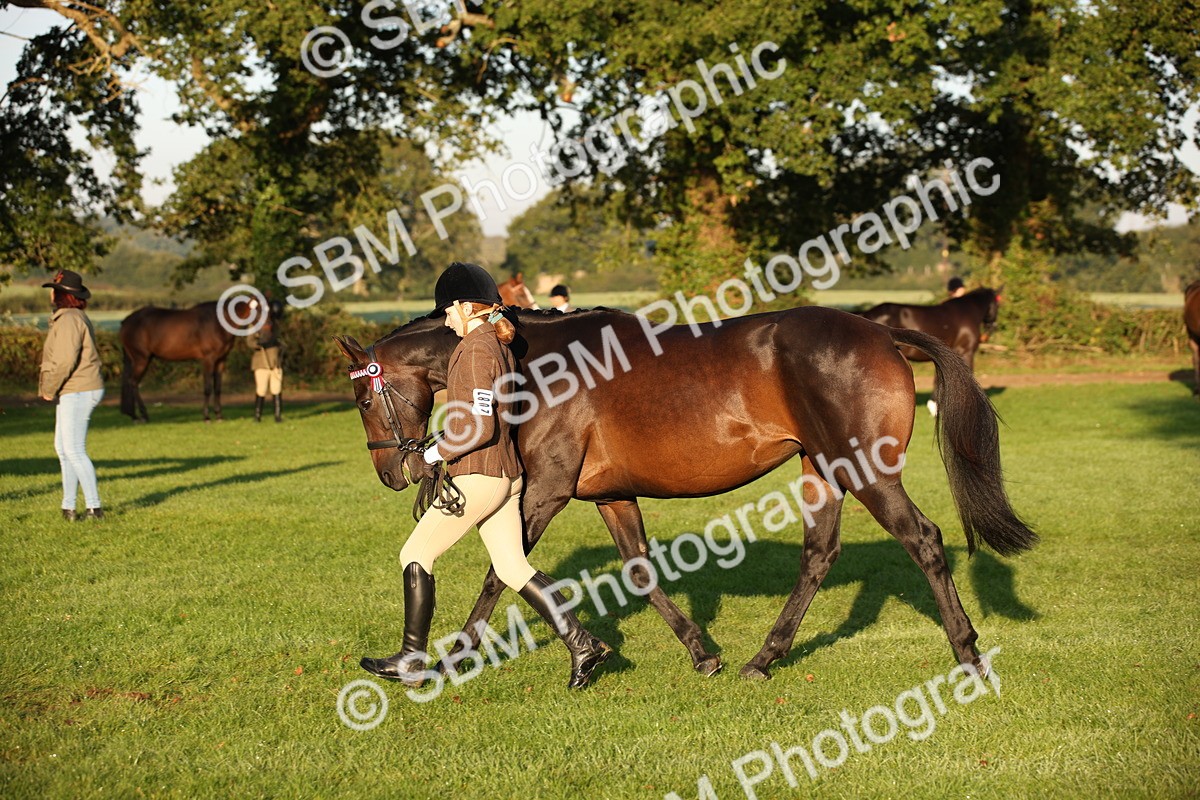 SBM_56895 - S49 - Riding Horse & Hack & Thoroughbred In Hand