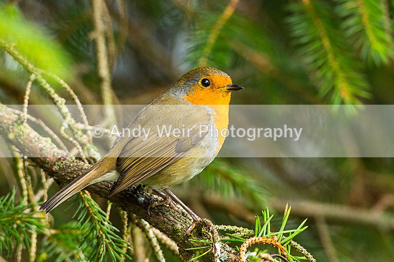 20130921-3K8A6181 - Robin