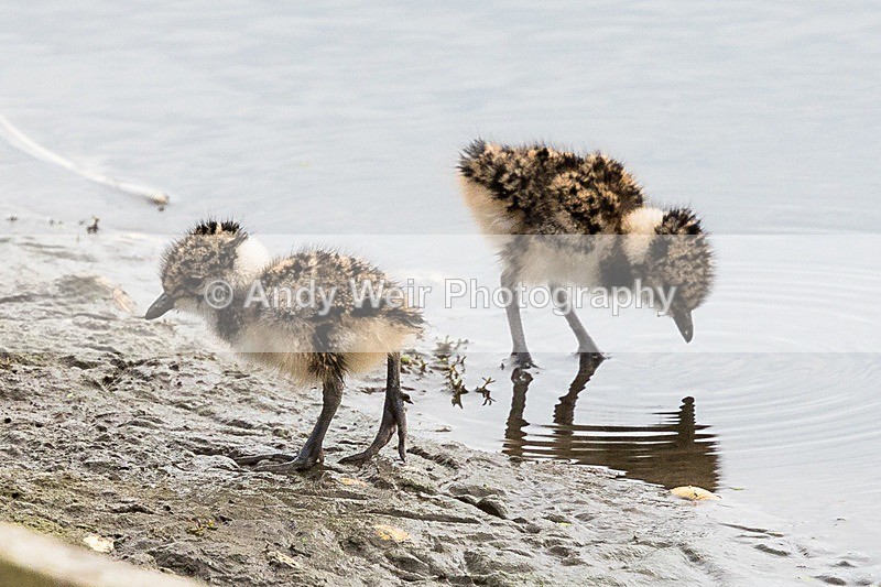170601-untitled0031-2 - Lapwing