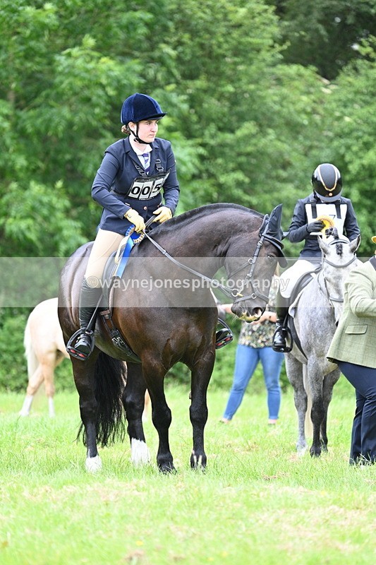 WJ7_4233 - Class 14A Handsome Gelding