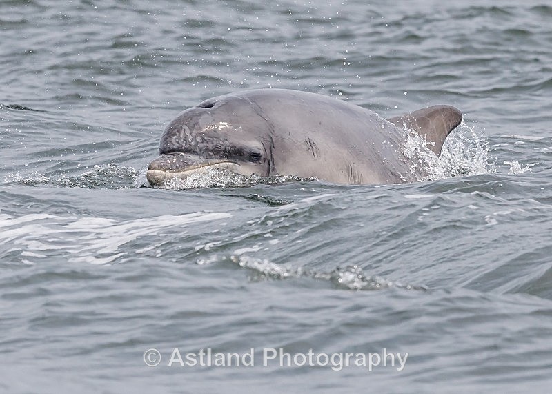 Astland Photography, Bird and Wildlife Images, Susan and Peter Wilson, U.K.