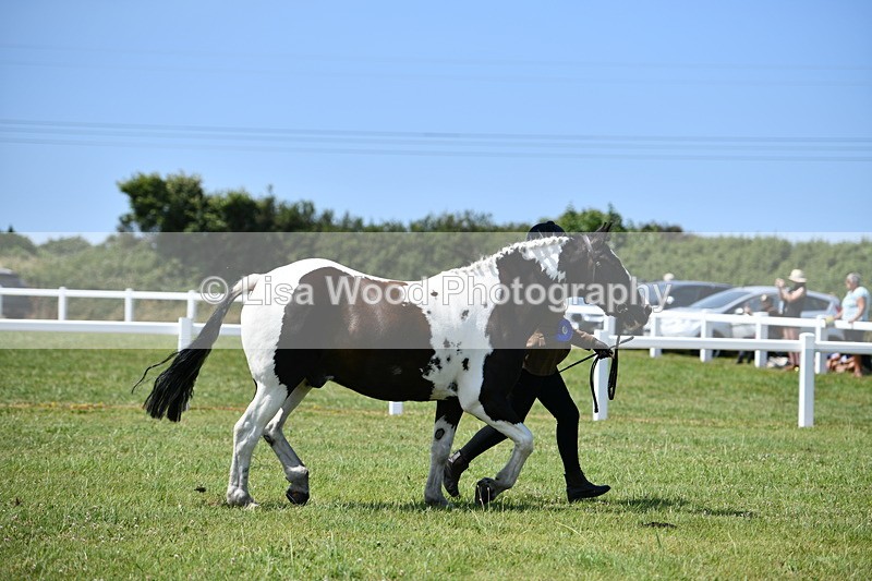 DSC_7805 - Class 64: Coloured Pony 4yrs & over