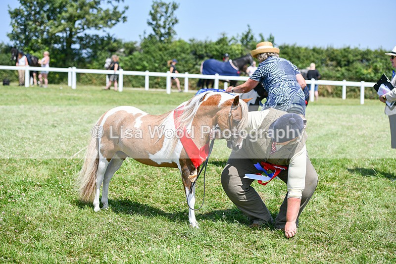 DSC_7287 - Miniature Horse Championship