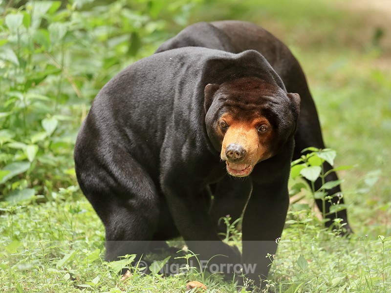 Malayan Sun Bear, Phnom Tamao, Cambodia - Sun Bear
