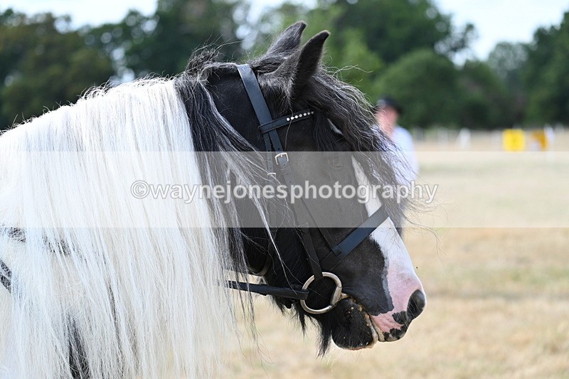 WJ7_7036 - Class 14 Ridden Coloured