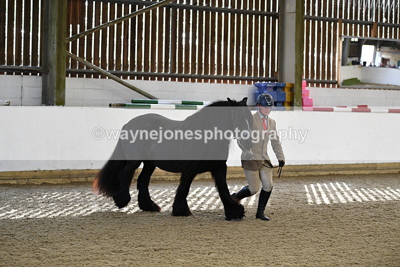 WJ5_4252 - Class 6 In hand M&M - Large Breeds