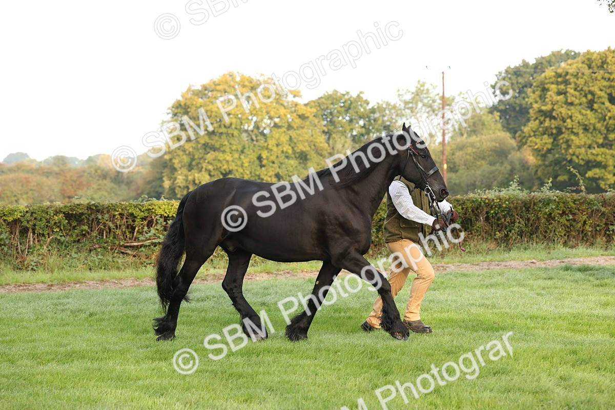 SBM_54405 - S51 - Foreign Breeds In Hand