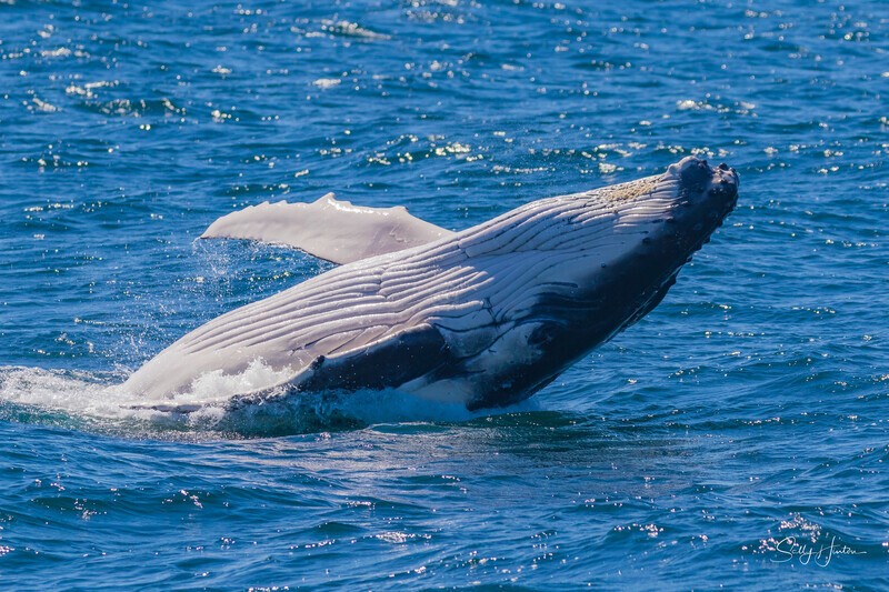 Lazy Breach 1. 0A3A9575 - 2025 Whales