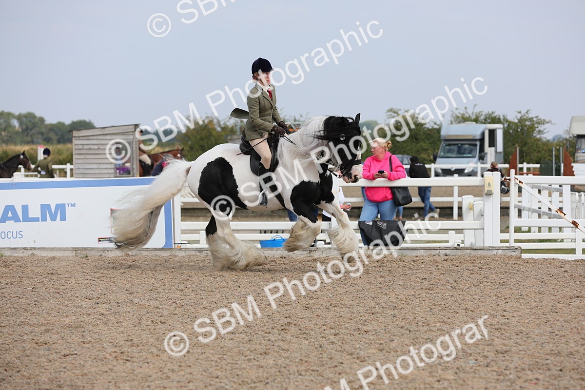 SBM_13373 - Class 308 Ridden Coloured Horse