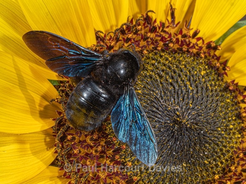 Violet Carpenter Bee (Xylocopa violacea) - Insects & Spiders &  other animals 2021