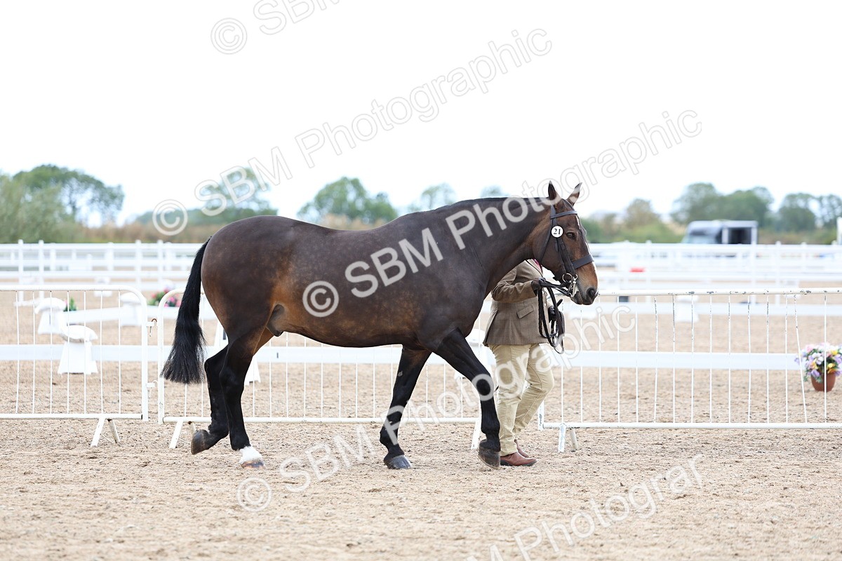 SBM_05677 - Class 28 - IH Veteran Horse