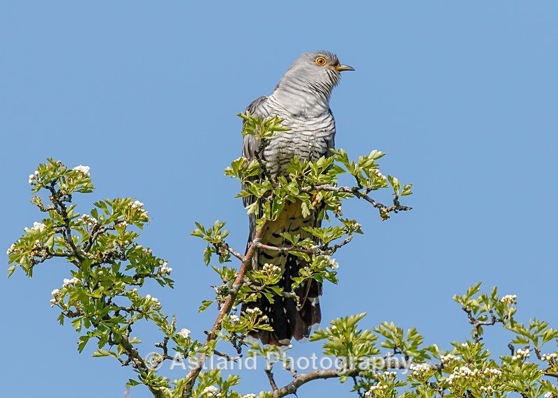 Astland Photography, Bird and Wildlife Images, Susan and Peter Wilson, U.K.