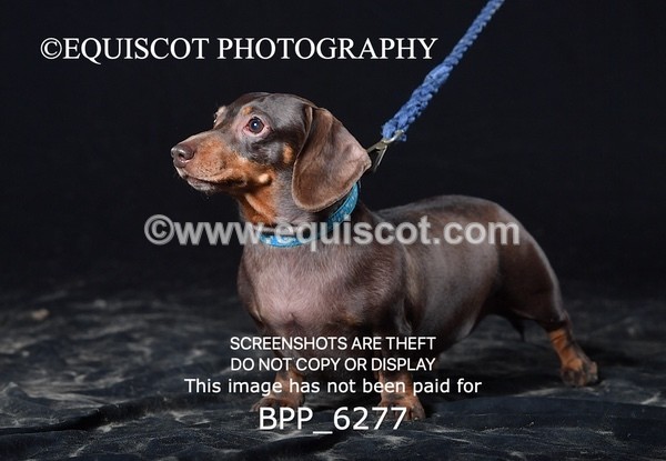 BPP_6277 - LESLEY GRANGER DOGS