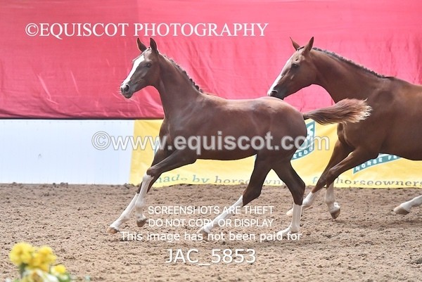 JAC_5853 - 11 Pandora of Westoak