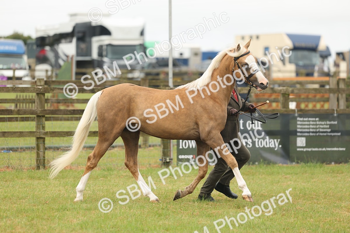 SBM_02116 - Class 50-57 - M&M Welsh Pony In Hand