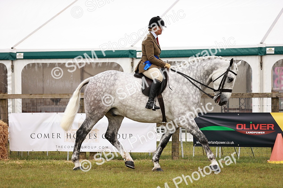 SBM_11546 - Class 81-84 - RIHS Ridden hunters Inc Ladies Hunter