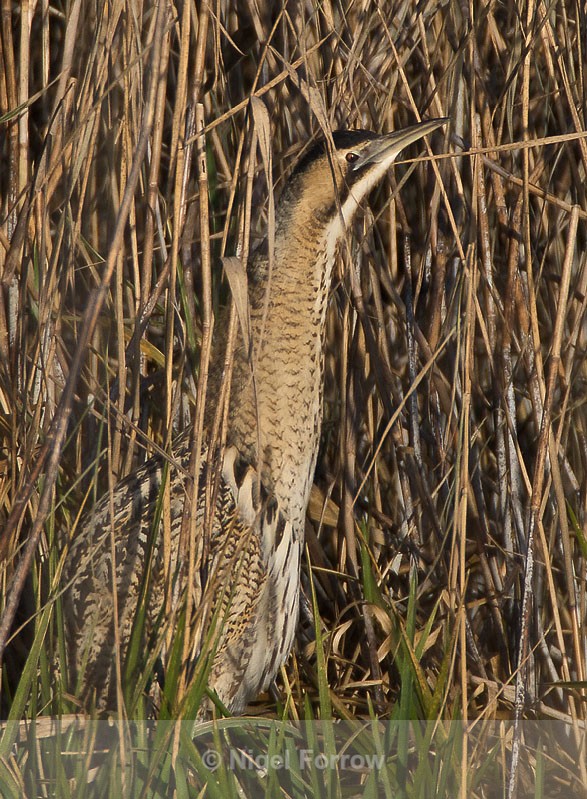 Bittern in classic position on the edge of the reeds - Bittern