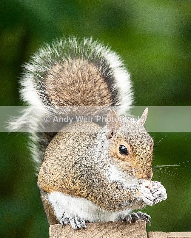 20090525-020 - Grey Squirrel