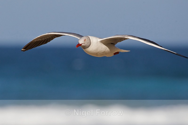 Grey-headed Gull in flight - Grey-headed Gull