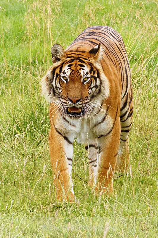 Stalking Tiger 7220 - Animals (Fauna)