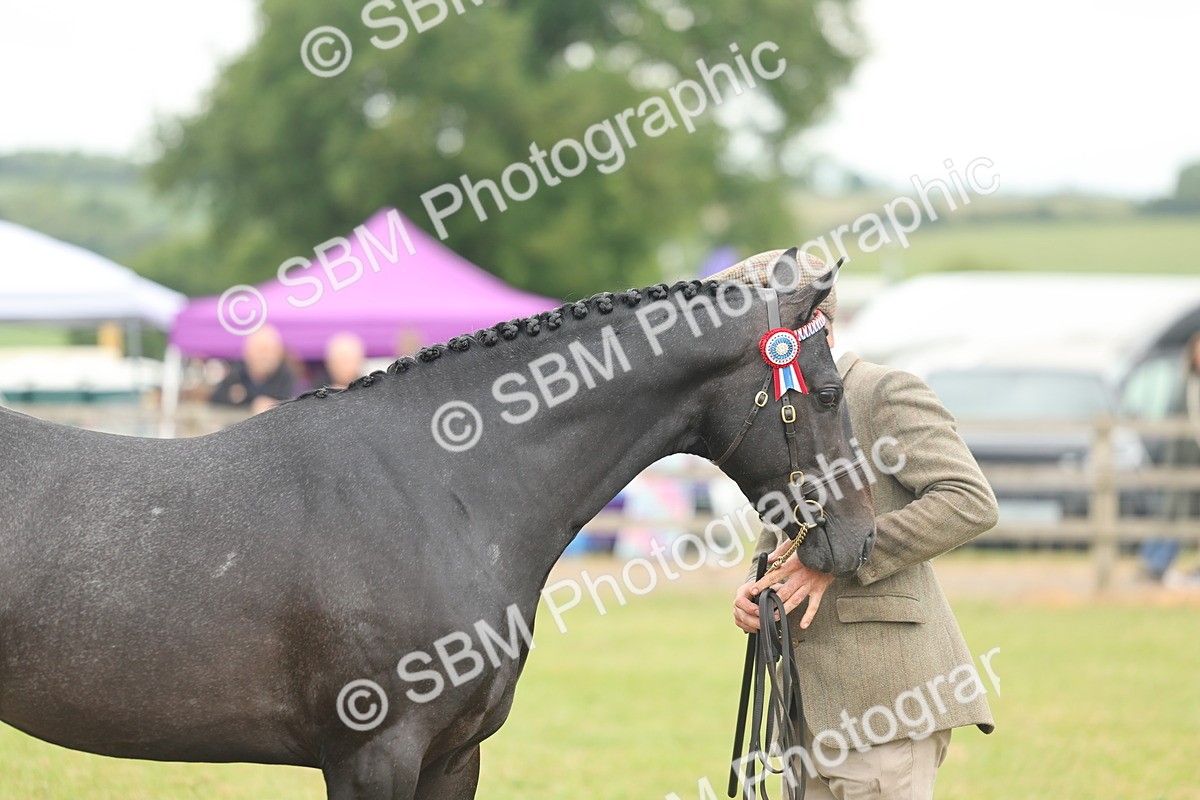 SBM_05475 - Class 68-73 - Riding Pony Breeding