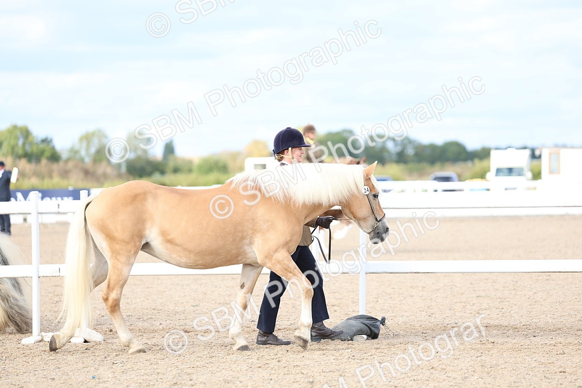 SBM_18677 - Class 317 - IH Pure Bred Horse-Pony