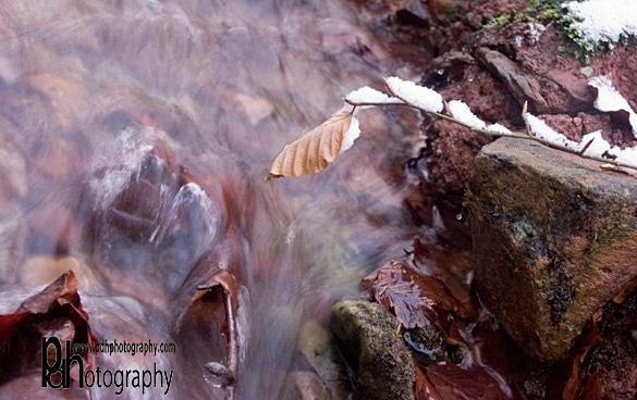 Stream-Leaf-1-1317 - Mendips