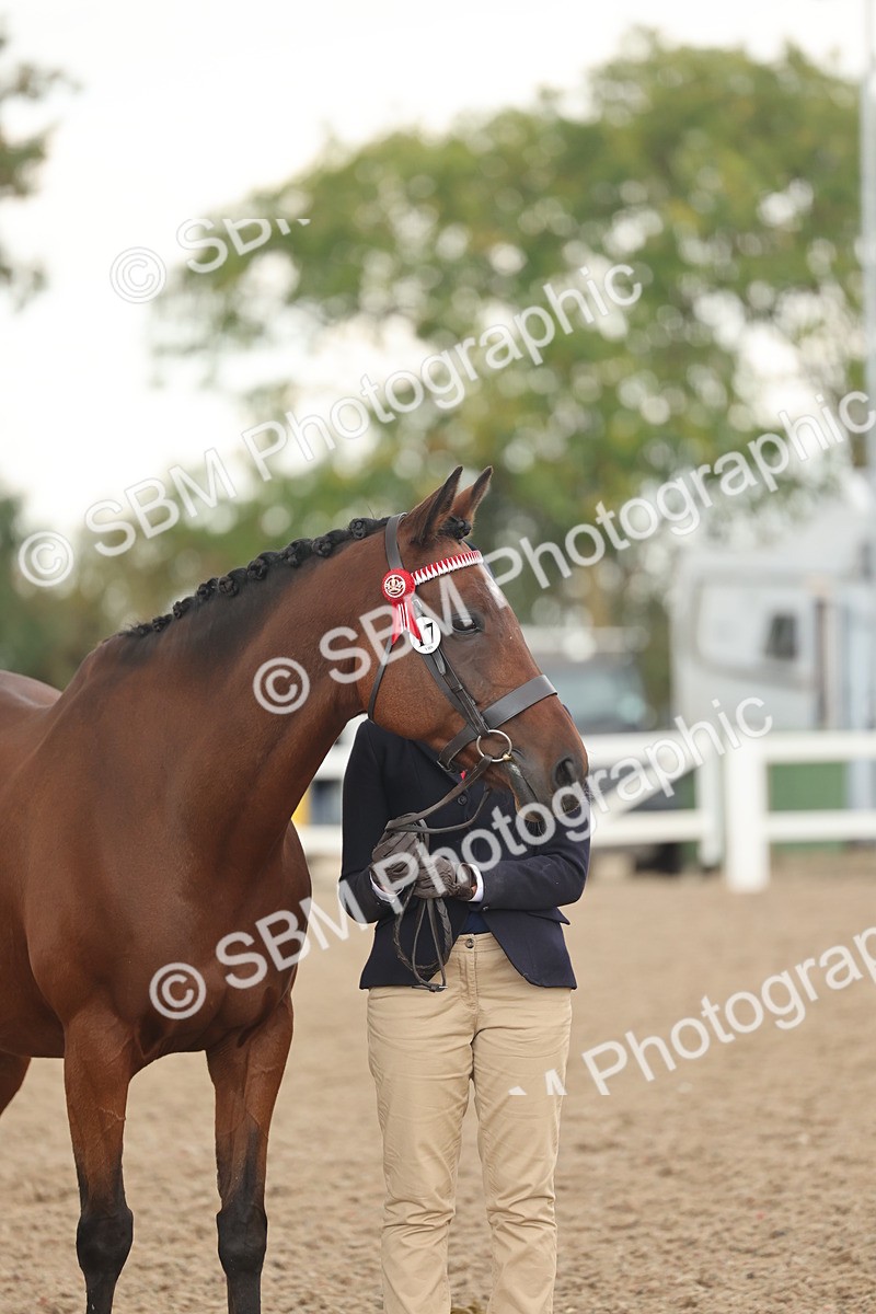 SBM_07682 - Class 26 - IH Foreign Breeds - Part Bred