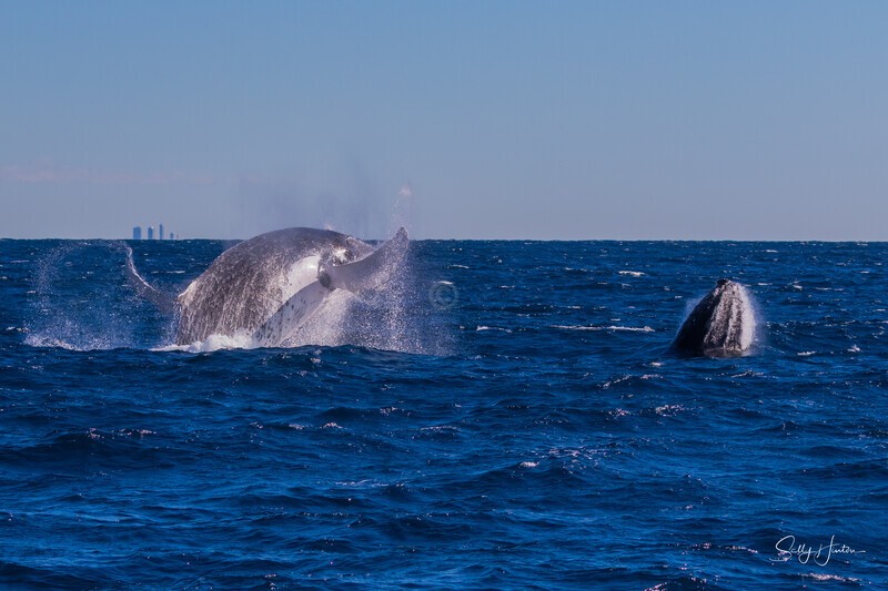 Double Breach 8. 0A3A2734 - 2025 Whales