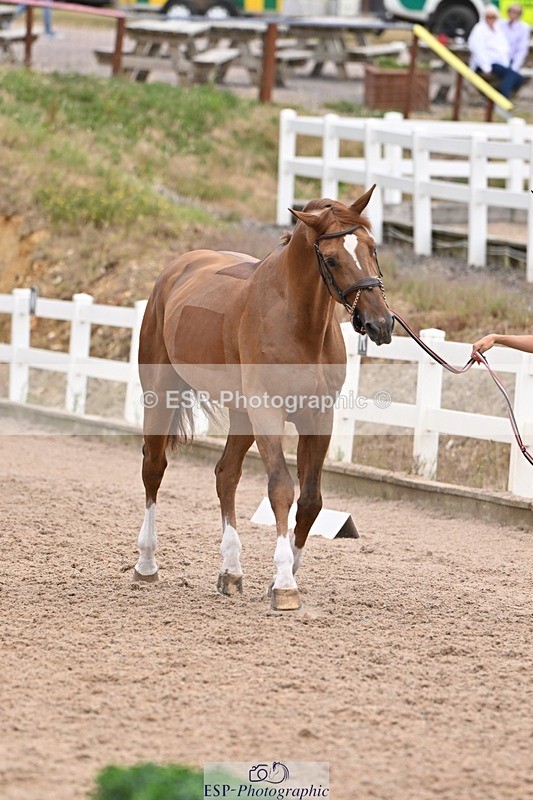 250716-143348-01197 - Trot Up 2.30 to 3.30