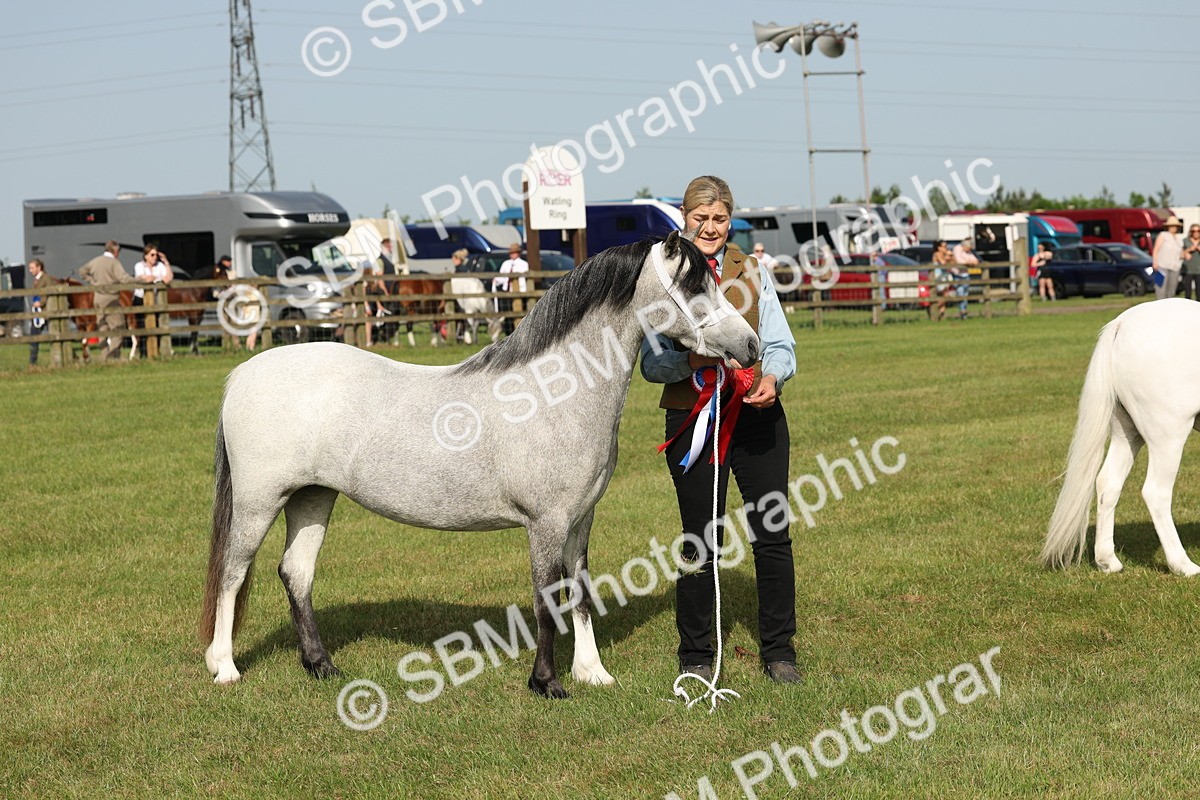 SBM_00658 - Class 6-13 - Mountatin and Moorland In Hand Welsh Breeds