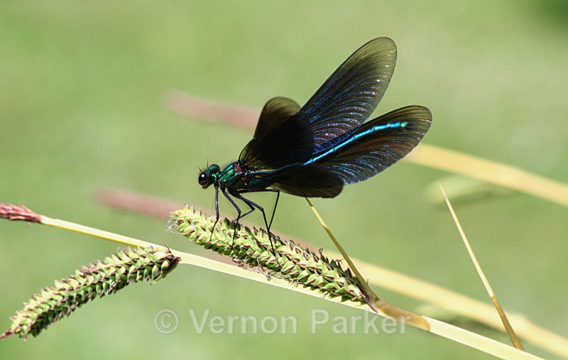 Banded   Demoiselle - Wildlife