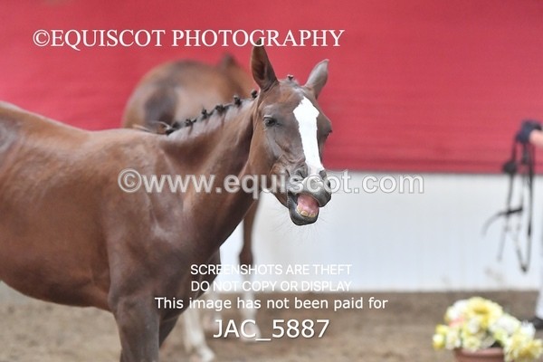 JAC_5887 - 11 Pandora of Westoak