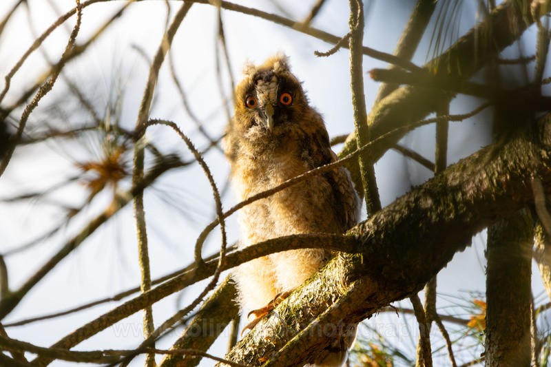 Shocked Long Eared Owl Chick - macro and nature.