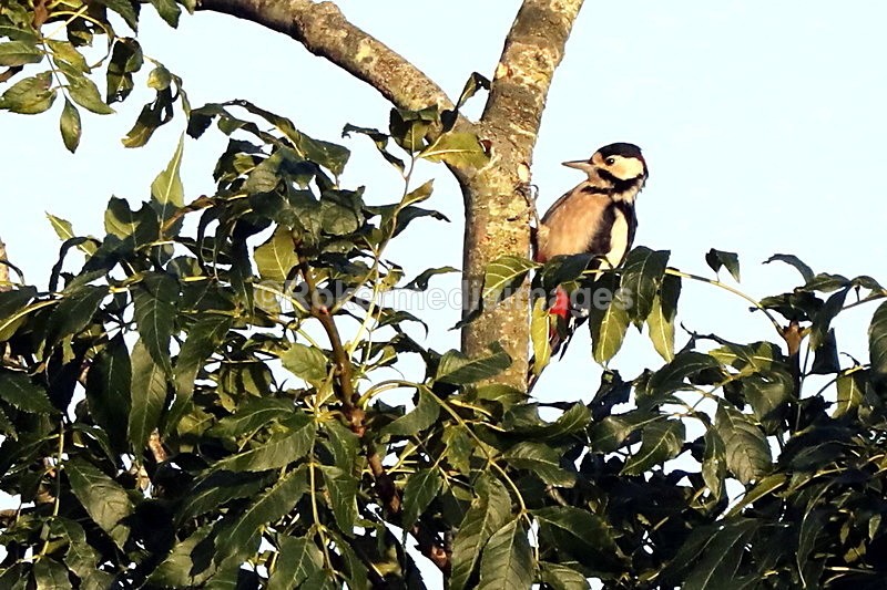  - Wildlife