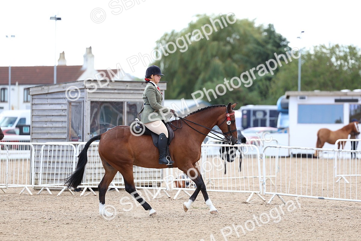 SBM_10098 - Class 304 - Ridden Part Bred Horse Pony