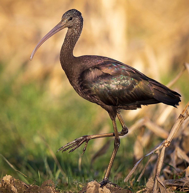 GLOSSY IBIS 5 IMPROVED - GLOSSY IBIS