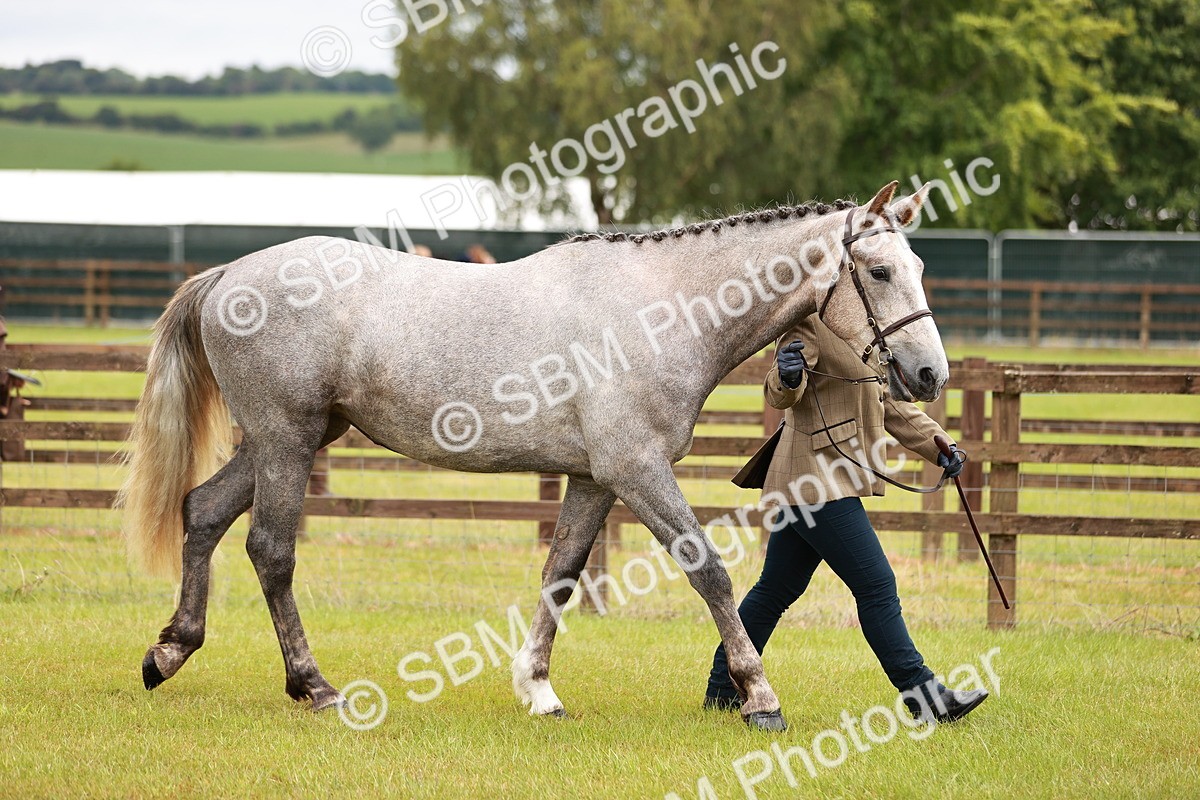 SBM_00694 - Class 26-30 Sport Horse In Hand