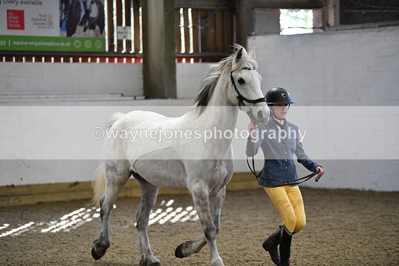 WJ5_4541 - Class 3 Part Bred In hand