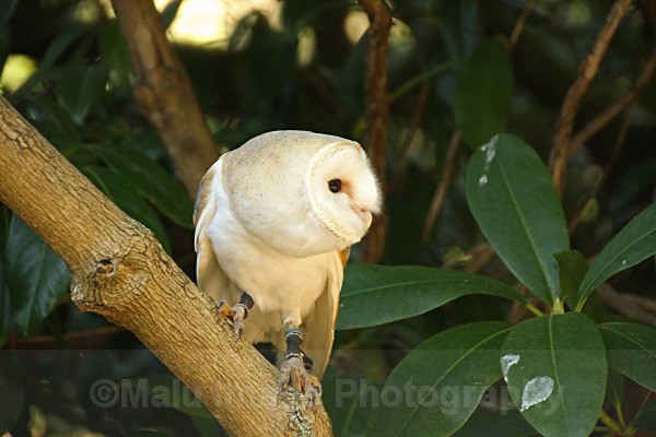 Barn Owl - BIRDS