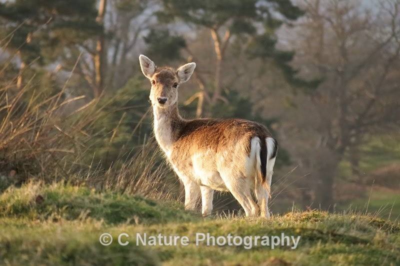 Fallow Deer - Animals